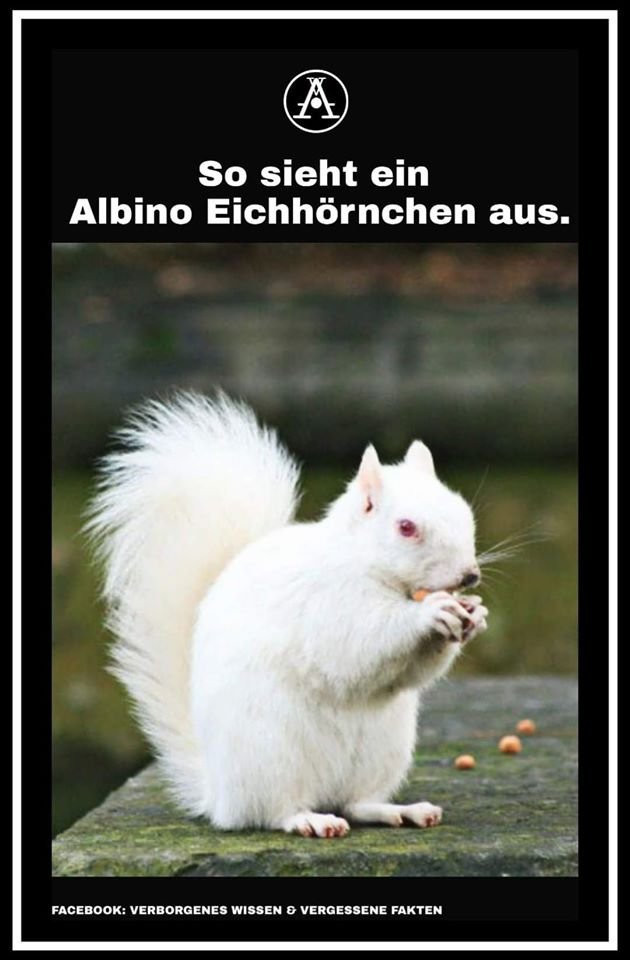 Albino Eichhörnchen.jpg