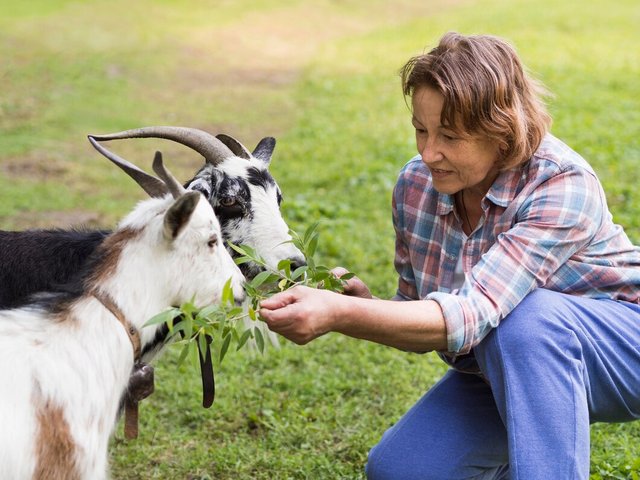 woman-feeding-some-goats_23-2148580048.jpg
