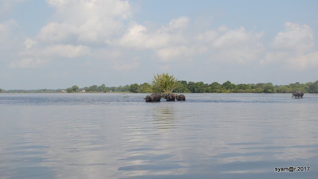 Kerbau_rawa_bangsal_pampangan_agroekologi (8).JPG