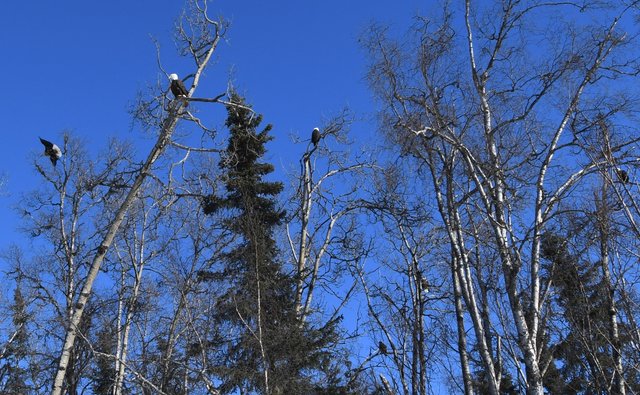 013 2-28-18 eagles roosting.jpg