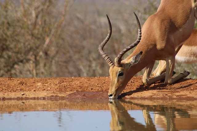 impala-5232026_1280.jpg