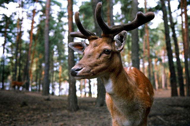 animal-antlers-close-up-45175.jpg