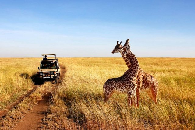 Top Things Not to Miss on Best African Safari Trips in Tanzania.jpg