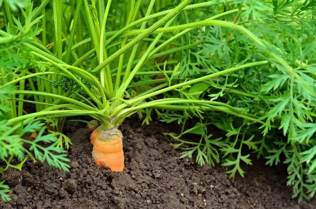 carrot-plants-716x474.jpg