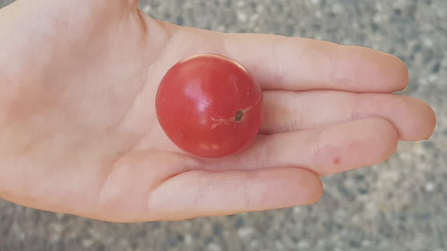 cherry-tomatoes2.png
