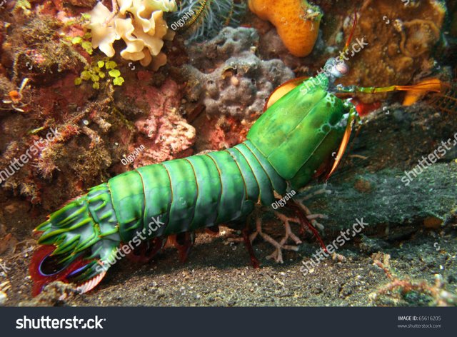 stock-photo-underwater-macro-image-of-peacock-mantis-shrimp-65616205.jpeg
