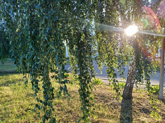 20250627_054155.jpg