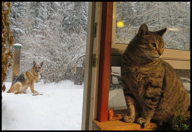 Bruno looking to door from outside in the snow JJ indide on window ledge.JPG