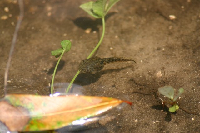 tadpole 1.jpg