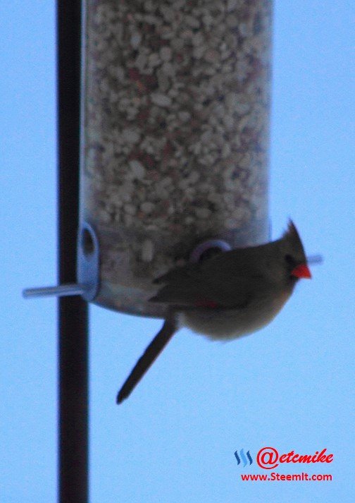 Northern Cardinal PFW0077.JPG