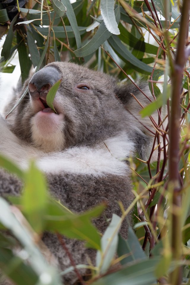 Koala2 (1 of 1).JPG