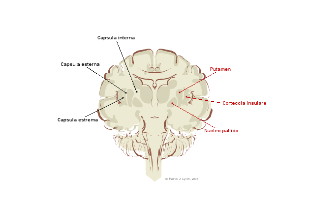 Brain_human_coronal_section_tags.png