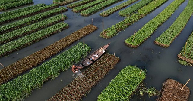 bangladesh-farmers-revive-floating-farms-to-fight-climate-change-4.jpeg