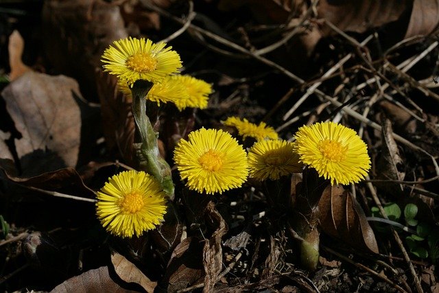 flowers-7862827_640.jpg