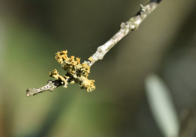 lichen stick tip.jpg