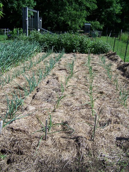 Big garden - onions crop June 2018.jpg