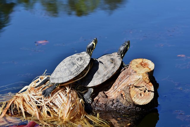 turtles-7346519_1280.jpg