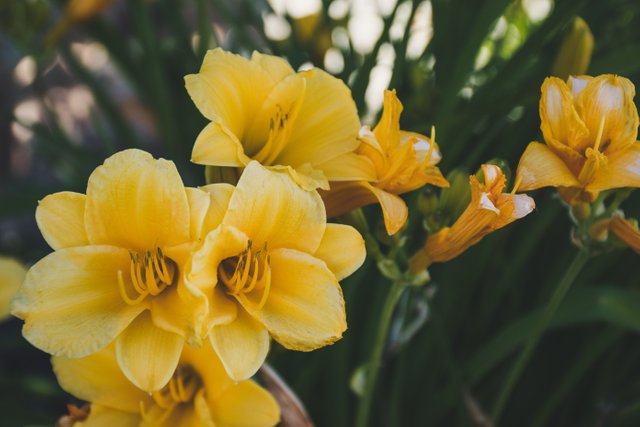 close-up-photography-of-yellow-petaled-flowers-1160386.jpg