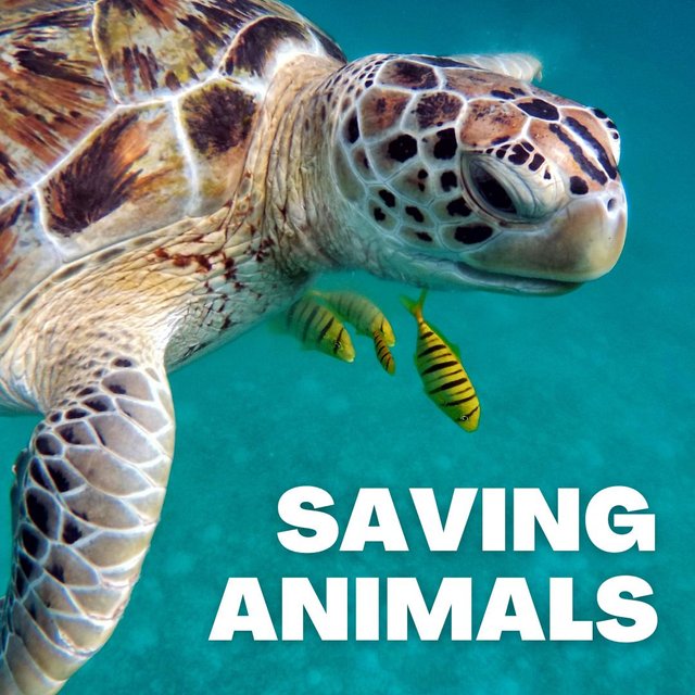 World Turtle Day Save The Turtles by Protecting their Habitats_20240614_204544_0000.jpg