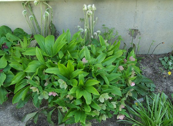 New North - coltsfoot, trillium, hellebore, ferns, wood hyacinth, less celandine crop May 2019.jpg