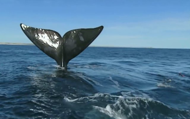 02.-Whales in Patagonia-9.jpg