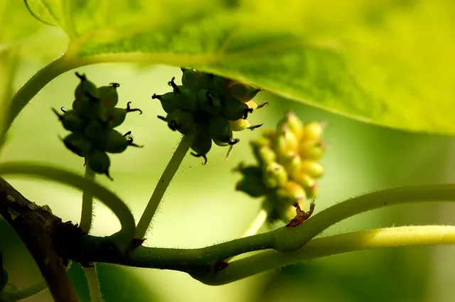 Flower.webp