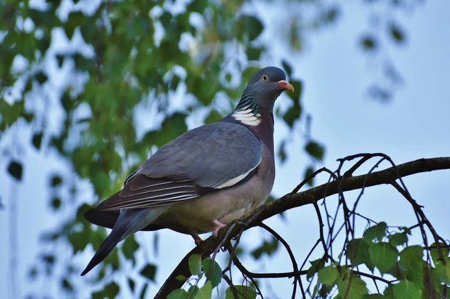 wood-pigeon-7024194_1280.jpg