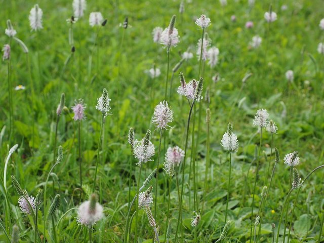 hoary-plantain-609968_1280.jpg