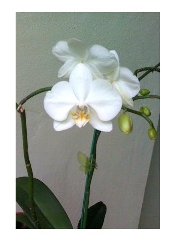 whiteorchids-640x500 - Copy.jpg