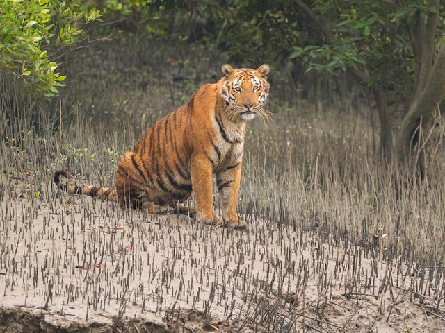 Sundarbans_Bengal-tiger_Soumyajit-Nandy3-copy_mbfgig.jpg