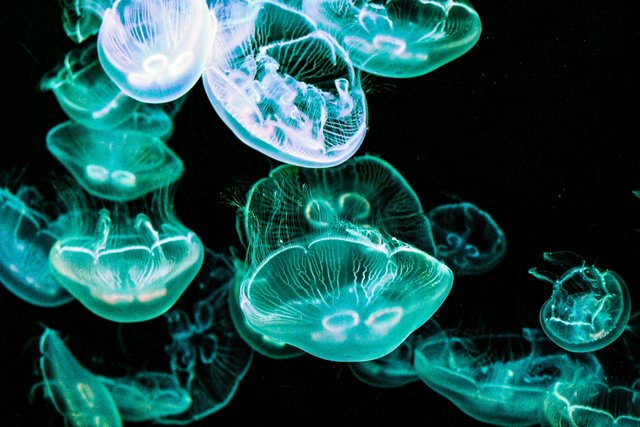 jellyfish-4914197_1280.jpg