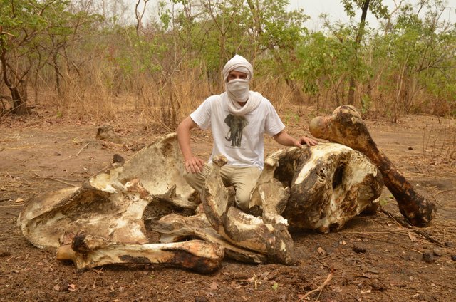 1.17 Poaching, Big Elephant bones and Arthur,Chad,2017.jpg