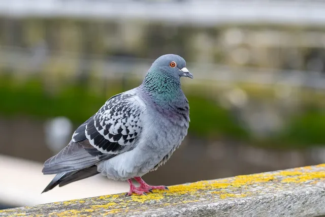 pigeon-7974811_1280.webp