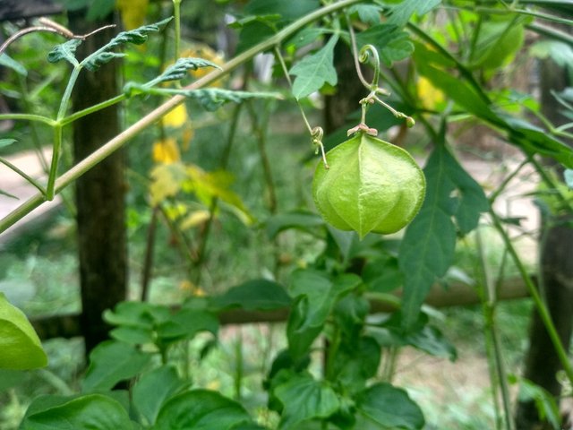 balloon-vine-6545649_1280.jpg