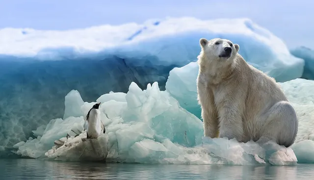 polar-bear-3277930_1280.webp