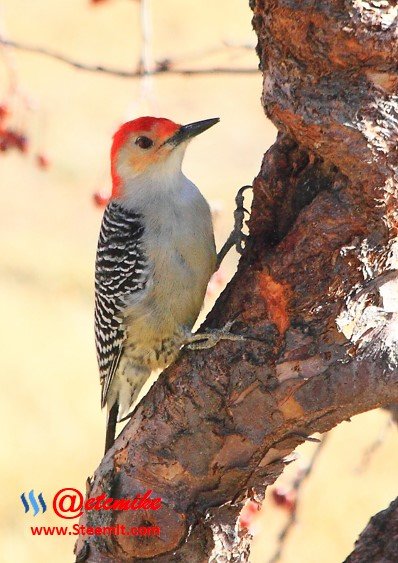 Red-Bellied Woodpecker PFW24.jpg