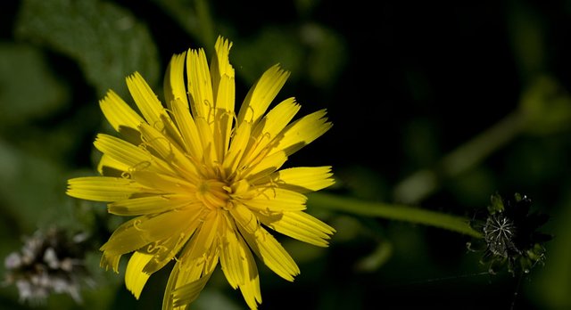 florecilla-amarilla.jpg