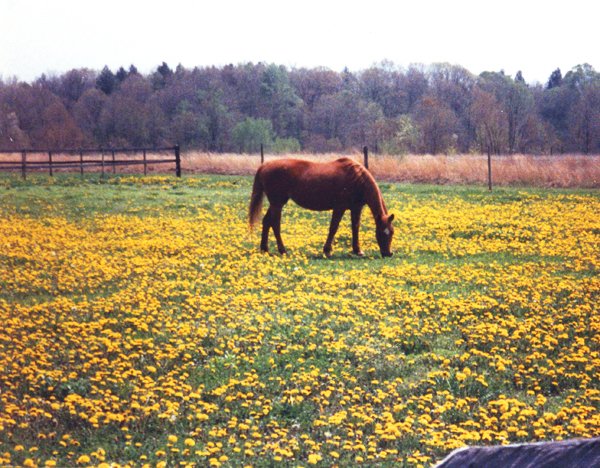 Jewel in dandelions1 crop1 July 1989.jpg