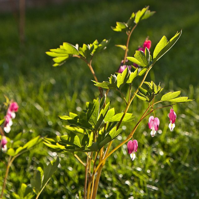 7266768624-red-bleeding-heart-in-backlight (FILEminimizer).jpg