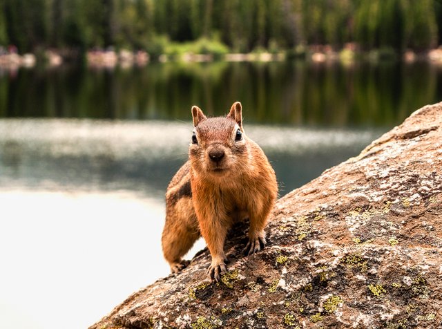 groundsquirrel3-1.jpg