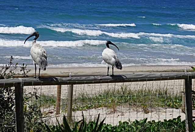 2 ibis beach lovers.jpg