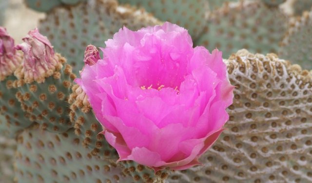 0013-CactusBloom.jpg