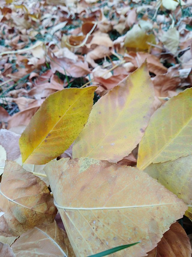 IMG_20211017_081850.jpg