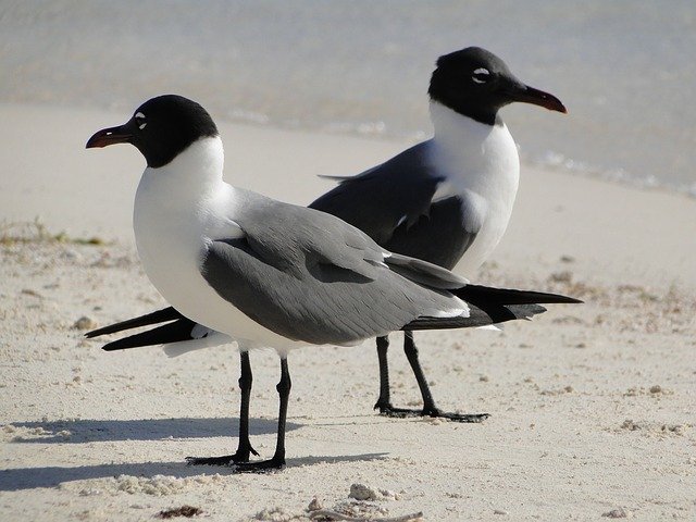 seagull-85512_640.jpg