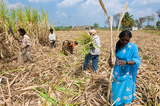 sugarcane.jpg