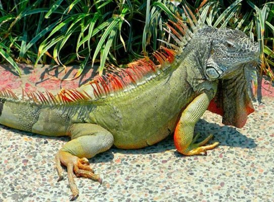 imagen conservacion de las iguanas.jpg