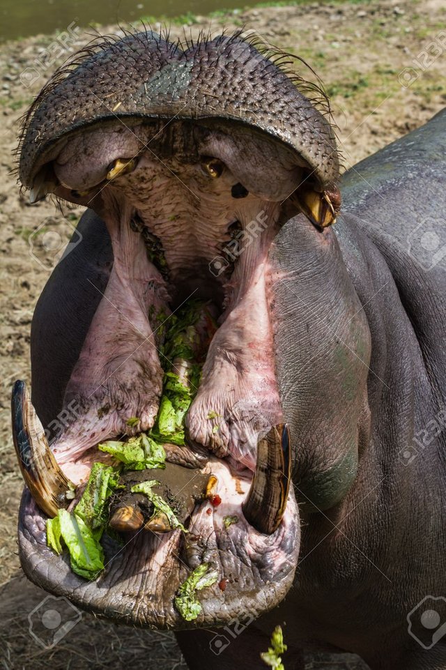 28082605-hipopótamo-con-una-gran-boca-abierta-mostrando-los-dientes-sucios-comiendo-lechuga.jpg