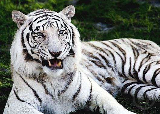 Beautiful-Animal-White-Tiger.jpg