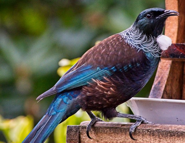 Tui feeding.jpg