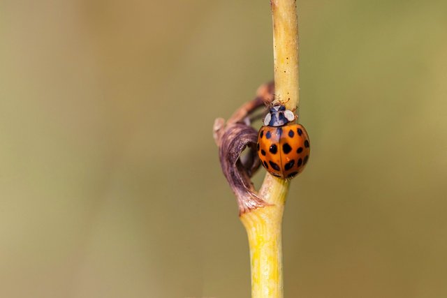 ladybug-7514194_1280.jpg